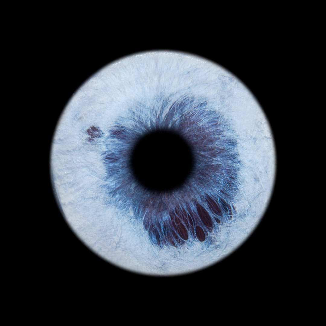 Iris de husky photographié par You&Eye