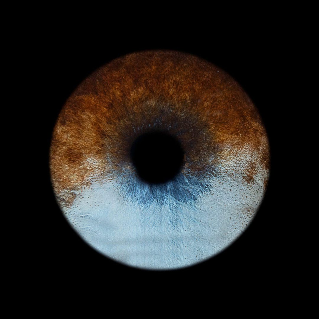 Iris d'animal photographié par You&Eye