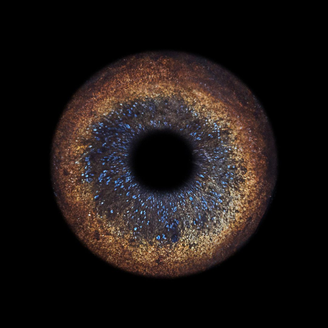 Iris de chien photographié par You&Eye