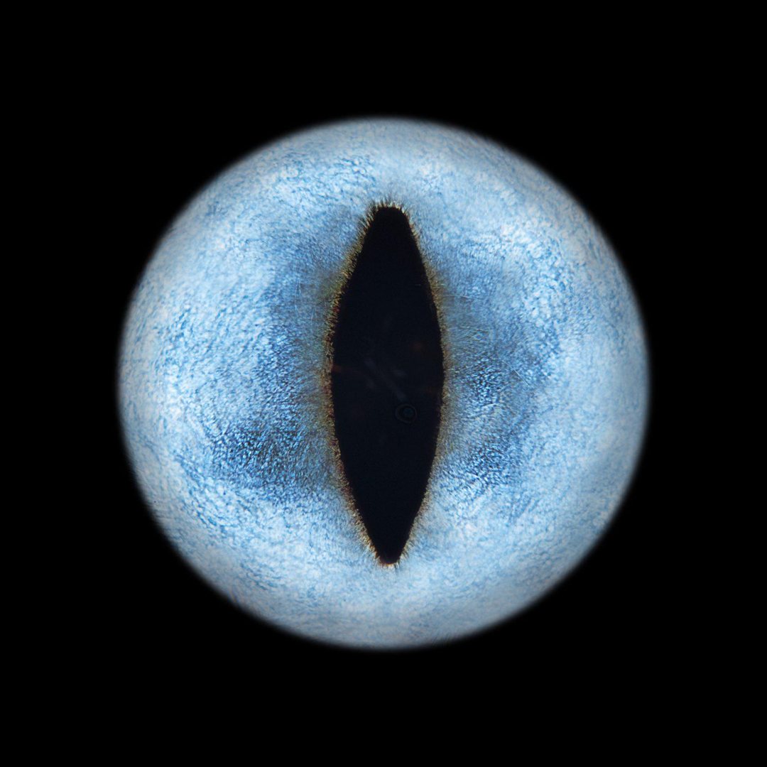 Iris de chat bleu, œuvre You&Eye