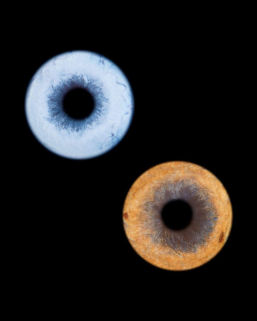 Deux iris d'animaux, œuvre You&Eye
